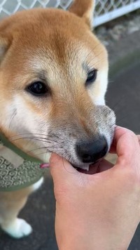 ポイ捨てされた「ホットスナック」の袋を咥え、なかなか放してくれなかった柴犬、ぱんくん。「ポイ捨て」に憤る犬の飼い主たちからは、驚きの体験談が殺到（動画からキャプチャー／提供：柴犬ぱん さん）