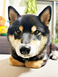 つぶらな瞳でじっと飼い主さんを見つめる伊織くん（画像提供：まさかずさん）