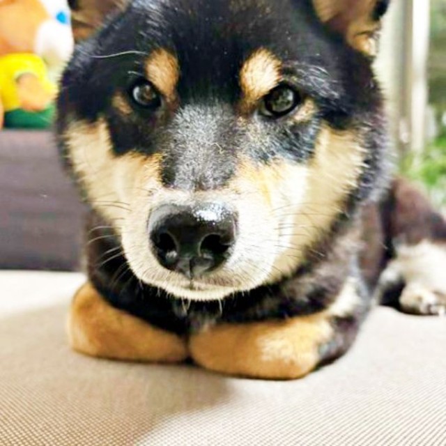 つぶらな瞳でじっと飼い主さんを見つめる伊織くん（画像提供：まさかずさん）
