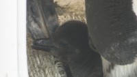 ケープペンギンのひな(10月11日撮影)
