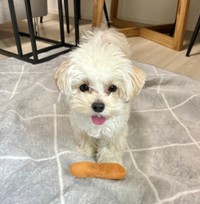 普段からテンション高めで遊ぶのも大好きなぽてとくん（提供：マルプーのぽてとさん）