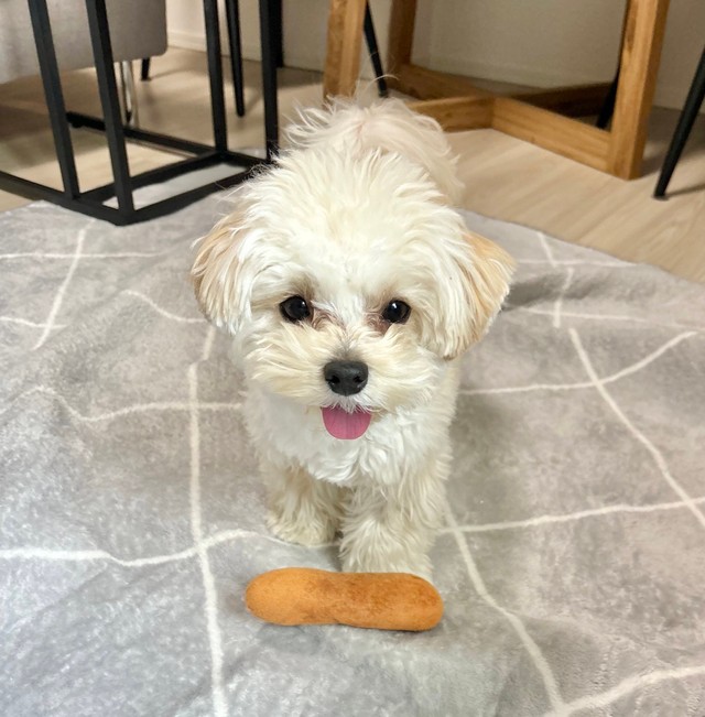 普段からテンション高めで遊ぶのも大好きなぽてとくん（提供：マルプーのぽてとさん）