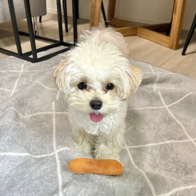 普段からテンション高めで遊ぶのも大好きなぽてとくん（提供：マルプーのぽてとさん）