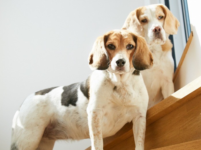 後ろ足が悪いシェリ（左）、今では階段の上り下りも余裕。