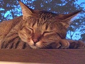 病気が残っている野良猫の子　あえて引き取った愛猫家