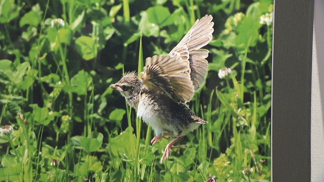ヒバリの幼鳥