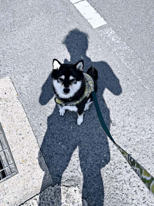 朝散歩中、いつものようにおすわりする蘭ちゃん。飼い主さんが影をつくって守ります（画像提供：柴犬 蘭さん）