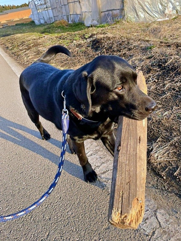 相棒は木材！？ しっかりくわえて散歩するハロくん（画像提供：ハロさん）