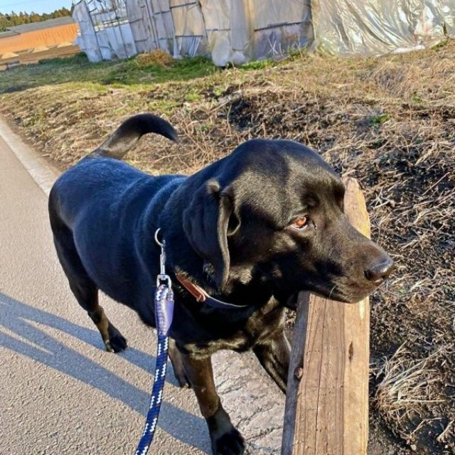 相棒は木材！？ しっかりくわえて散歩するハロくん（画像提供：ハロさん）