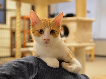 震災で一念発起、一人でつくった保護猫カフェ「ねこかつ」