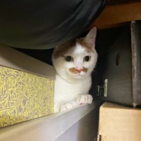 押し入れの中で暴れていたら…テントが開いて驚いたポッケくん（画像提供：ポッケとニケさん）
