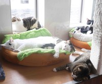 思い思いの猫たち