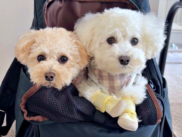 仲良くお出かけする（左から）こぐまちゃん、妹・こぐみちゃん（画像提供：こぐまとこぐみさん）