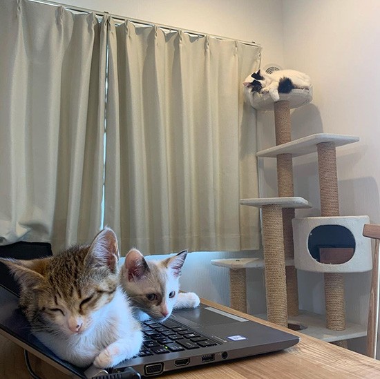 遠くのキャットタワーにいるらんくん（フクハラさん提供）