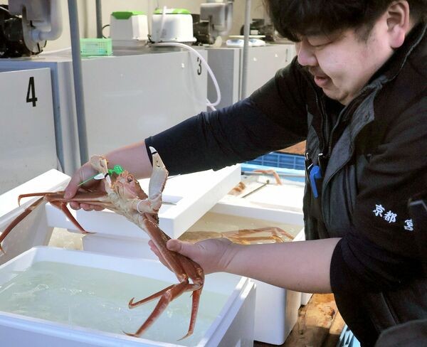 海水が入った箱にこん包される間人ガニ（宮津市鶴賀・山一水産）