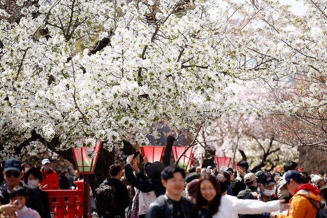 Japan Mint to hold sakura viewing event from April 9 | The Asahi
