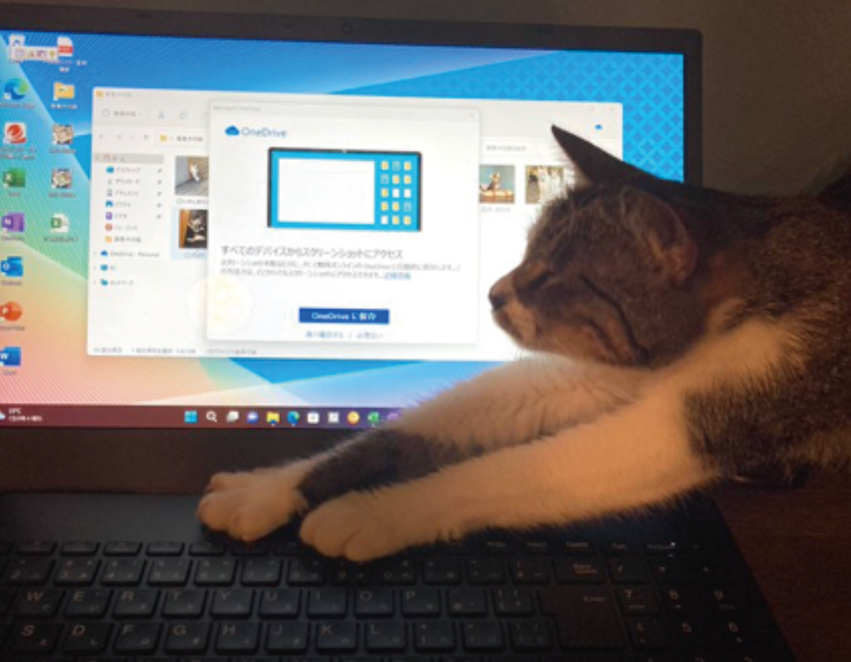 仕事を始めると猫さんたちがわらわら集まってきて、早速「ネコハラ」がはじまります（提供：農業姉妹@tfy0411さん）