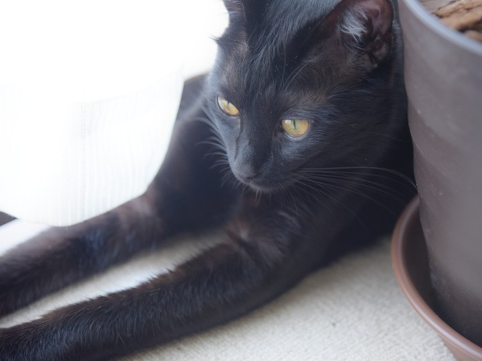 「ワクチンを２回接種することや、去勢代の高さも驚きました」とときをさん（ときをさん提供）