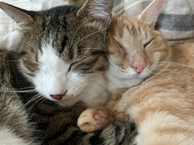 寝る準備バッチリだニャ 妻と愛猫たちのナイトルーティーン 犬 猫との幸せな暮らしのためのペット情報サイト Sippo