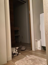 独特の角度で待っててくれるハクくん（提供：ハスキーの珀くんさん）