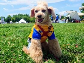 何かいいもの見つけたかな？　マルシェを散策してきたトイプードル「モカ」