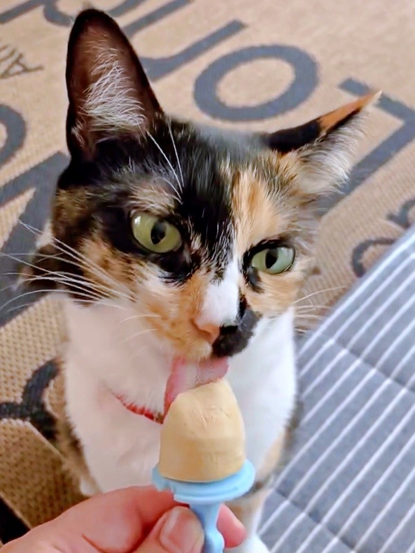 猫用のアイスをおいしそうに食べるももこちゃん（画像提供：ともねぇさん）