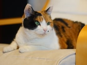 １２年間一緒に育った猫は“妹”　猫好きが仕事にも生きて