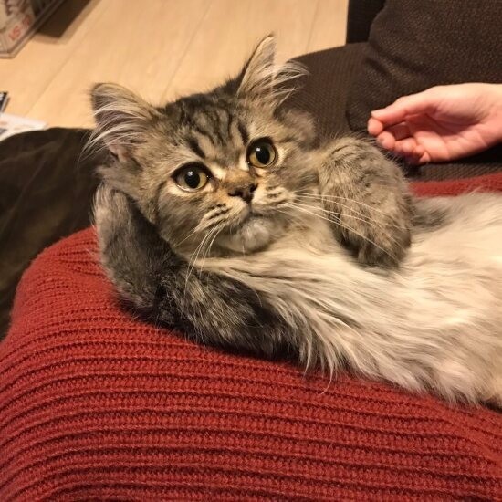 家にきたころの「レン」