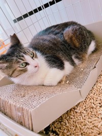 保護してから4日目の朝、爪研ぎがトイレの中に。折れていた＝雨と雪さん（@63NiY6yY7YDHiYk）提供