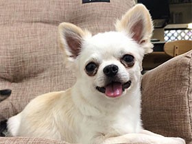 散歩よりお家が好き！　新しいソファにもご満悦のチワワ「いち」