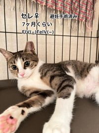 セレちゃんも譲渡会に参加。里親さんが決まった(築港猫倶楽部さん提供)