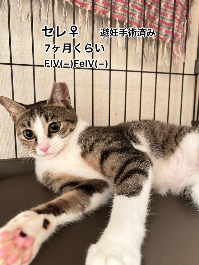 セレちゃんも譲渡会に参加。里親さんが決まった(築港猫倶楽部さん提供)