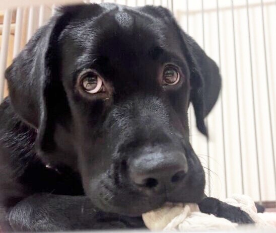 生後4カ月、家族の一員になったノワールちゃん（画像提供：黒ラブNoir（ノワール）さん） (1)