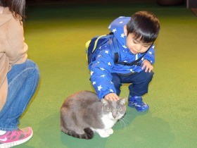 福猫チャッピーをなでなで　宝くじ10億円当たるかも!?