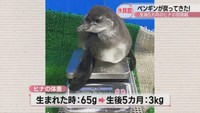 提供：四国水族館