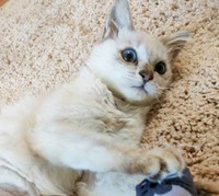 「遊びたいモード」発動中のしんしん