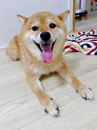 シャンプーを頑張ったポンちゃん。より一層、イケワンに（画像提供：柴犬 ポン2さん）