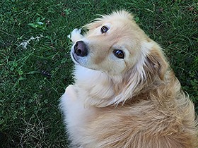 「麦のように丈夫で元気に」と願い込め　保護犬のむぎ