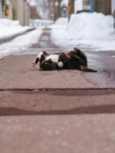 春の陽にバンザイ『ゆきねこ』より（吉田裕吏洋　撮影 / 北海道新聞社）