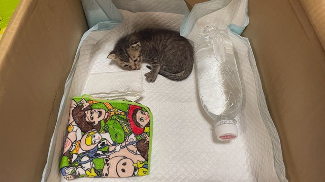  段ボール箱のおうちです