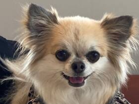 大好きなひまわりの花のような　元気なパワーをくれるチワワの「ひまわり」　