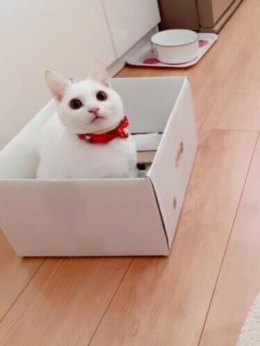 家にきたころの「みるく」