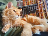 野口さんお気に入りの一枚。「まさしくジャングル大帝レオでしょ！」
