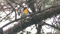 10日から愛鳥週間　新緑の岡山後楽園で初夏の野鳥を探訪