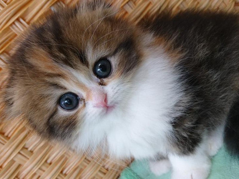 家にきたころの「小豆（こまめ）」

