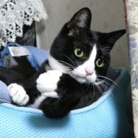 白黒ハチワレの柄がかわいいりぃちゃん（画像提供：もみおさん）