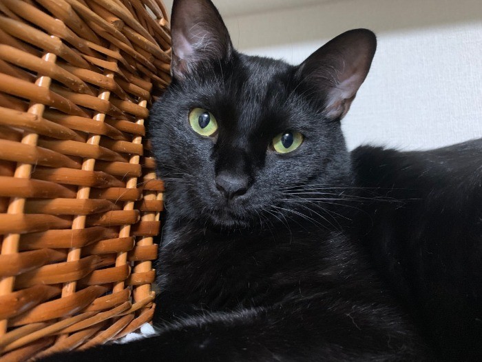 いつもおっとりしているゴメズ