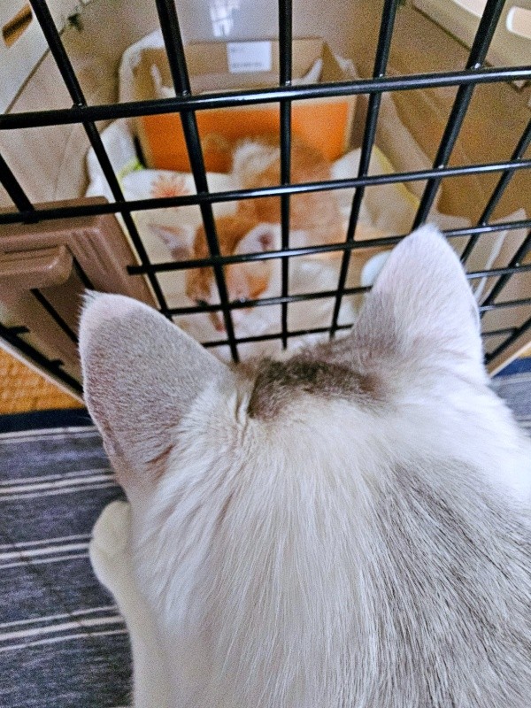 爽太くんの様子をうかがう先住猫・ぎんたくん（画像提供：かまねこさん）