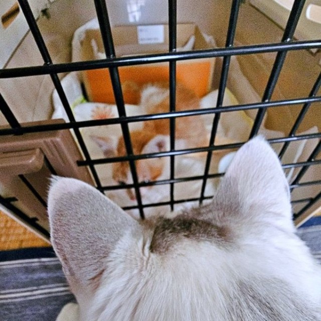 爽太くんの様子をうかがう先住猫・ぎんたくん（画像提供：かまねこさん）