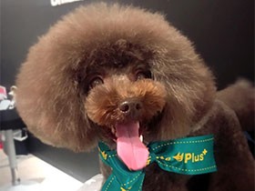 トリミングを欠かさないおしゃれさん！ トイプー「KOKO」